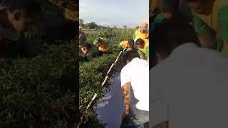 preview picture of video 'Cara mengatasi hama trips di tanaman cabai'