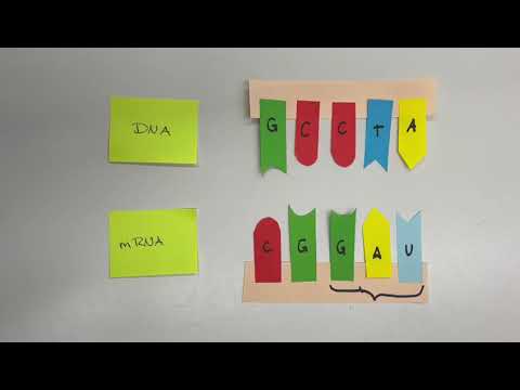 Punktmutation Missense Mutation