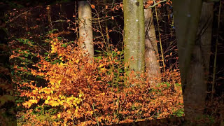 Indian Summer by Brooks &amp; Dunn.mp4