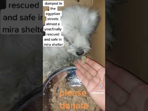 stop breeding stoppp #dog #dogs #doglover #doglovers #dogecoin #doge #dogsoftiktok #dogsofinstagram