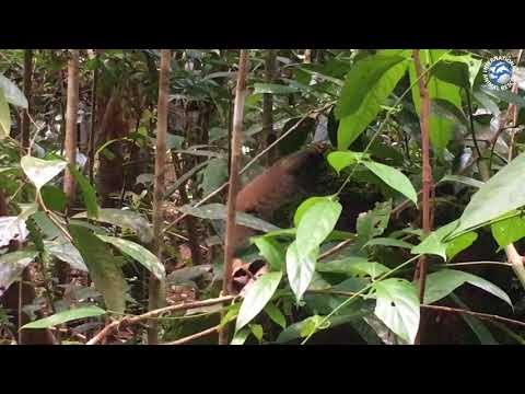 Slow Loris filmed exploring its new environment after being released