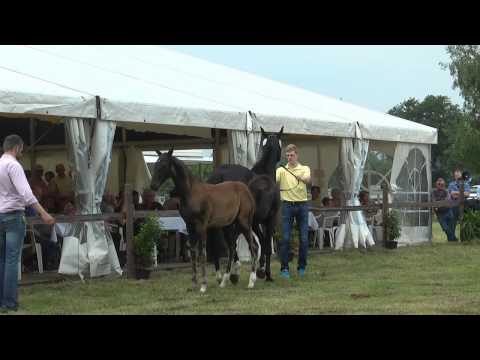 Sudweyher Fohlenschau 2015 - Kat.-Nr. 03