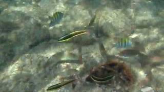 preview picture of video 'GoPro la ventana bay resort reef'