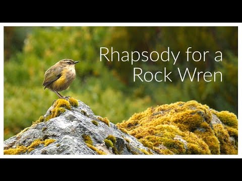 Rhapsody for a Rock Wren - short film