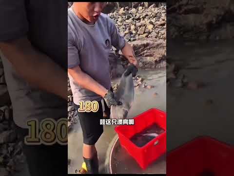 mencari ikan di cekungan pinggir laut dengan ikan marlin super gede #kuraskolam