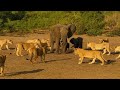 Mother Elephant Faces Impossible Choice To Save Her Twins