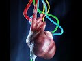 Heartbeat two | 3D loop animation