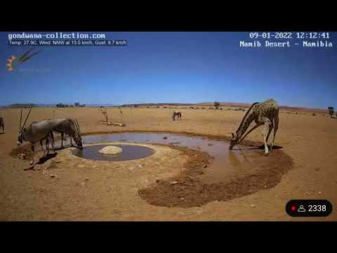 砂漠の動物 - それらとその特徴