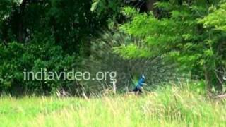 Choolanur Peacock Sanctuary, Kerala 