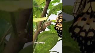 『アゲハ蝶が羽化したて🦋』malaysia House 檸檬の木にいつもやってる。初めて羽化したてに遭遇✨ #malaysia #アゲハ蝶#nature