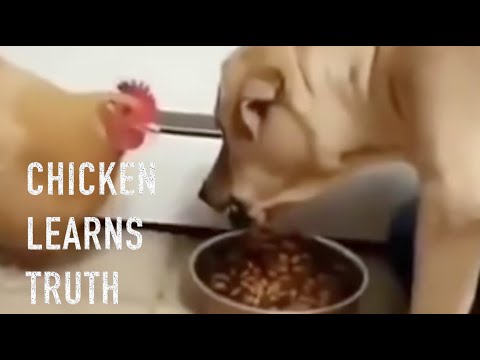 Chicken Thief vs Dog