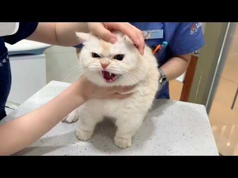 새로운 동물병원에 간 고양이의 반응