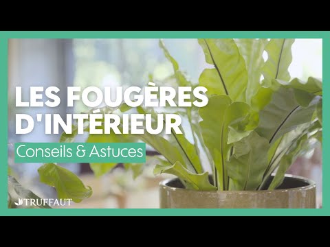 , title : 'La fougère d'intérieur : exposition, rempotage et arrosage - Truffaut'