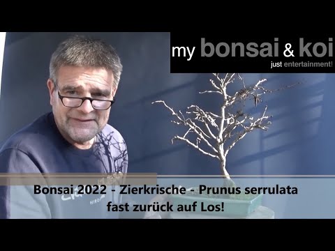 , title : 'Bonsai 2022-17 - Zierkirsche - Prunus serrulata - fast zurück auf Los!'