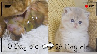 How kitten Afternoon grow up: from 0 to 30 days