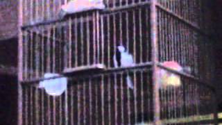 Download lagu gelatik wingko roll panjang 32x versi 1 mp3 Download lagu gelatik wingko roll panjang 32x versi 1 mp3