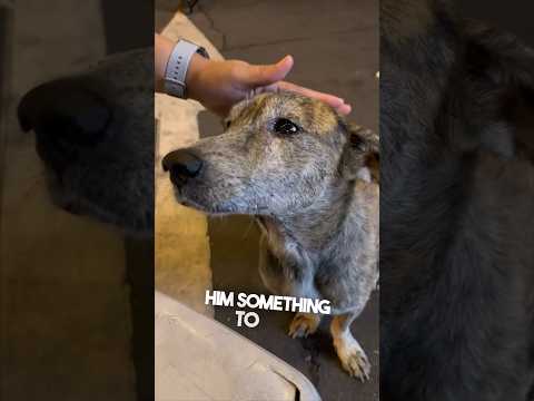 This stray dog started crying after they gave him food ❤️