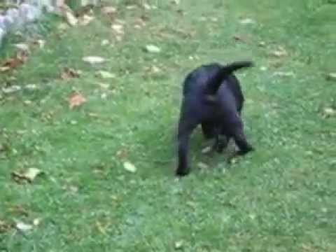 FINGER - IL CANE TRANQUILLO