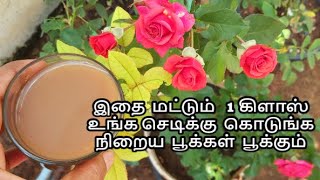 இதை மட்டும் 1 கிளாஸ் உங்க செடிக்கு கொடுங்க நிறைய பூக்கள் பூக்கும் | instant tonic growing more roses