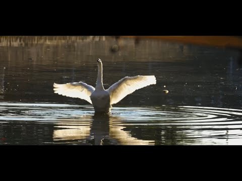 Sony FX3 + SIGMA 100-400mm F5-6.3 DG DN OS | Contemporary  | Cinematic Maastricht Zoomed in..