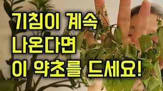 천식과 기관지염에 좋은 약초