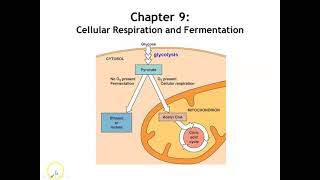 Chapter 9: Cellular Respiration & Fermentation