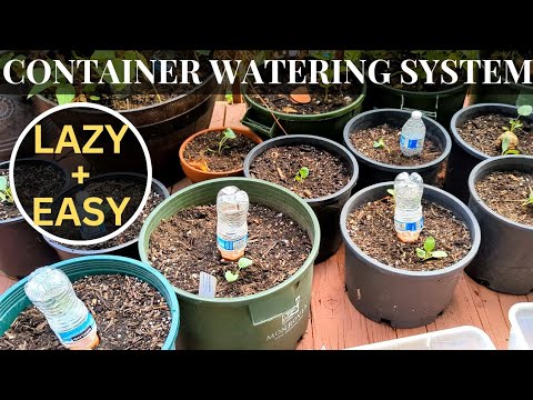 Best way to water container plants - Olla spikes vs Plastic bottle