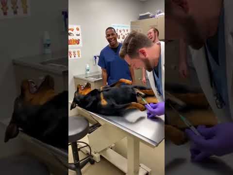 Rottweiler vs chihuahua | This Rottweiler deserve Oscar.#chihuahua#funnyvideos#rottweiler#funny