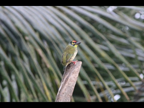 Crimson-breasted barbet also called coppersmith