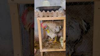 Download lagu Chintuβs first Crow π Ajju ko color krein ? π£164 #hen #shorts #youtube #youtubeshorts #pets mp3 Download lagu Chintuβs first Crow π Ajju ko color krein ? π£164 #hen #shorts #youtube #youtubeshorts #pets mp3