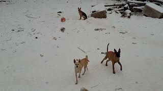 Video preview image #1 Mutt Puppy For Sale in Sebec, ME, USA