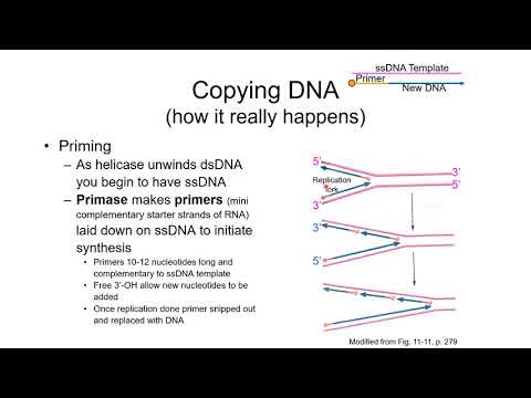 Ch. 11 - DNA Replication
