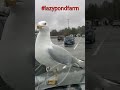 Killer Seagull Murdering Some Fries Shorts