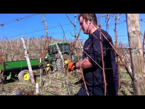 Weinreben werden im Frühjahr geschnitten