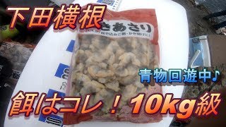 ＃17【下田横根】10kgオーバー！初めて釣った巨大魚！青物回遊中！