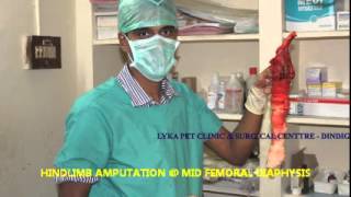 preview picture of video 'Hind limb Amputation at mid femoral diaphysis done at LYKA PET CLINIC & SURGICAL CENTRE - DINDIGUL'