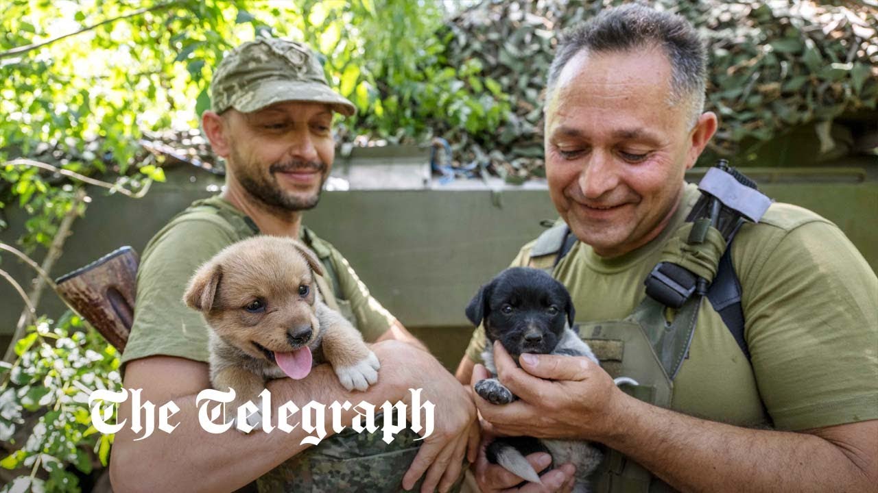 Rescued puppies bring morale boost to Ukrainian soldiers - Vimarsana News