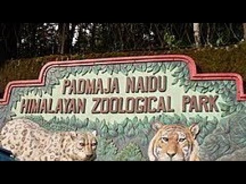 Padmaja Naidu Himalayan Zoological Park | Darjeeling | places to visit in darjeeling | tourism | zoo