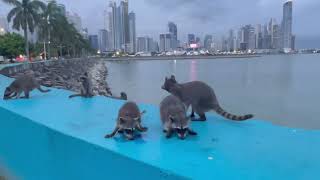 Racoons family take over Panama City 🇵🇦waterfront (August 15,2025) Day 35