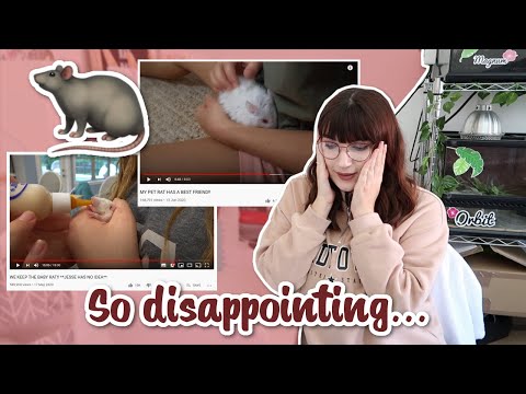 Pet youtuber reacts to Smellybellytv & Itsjustjayjay's Rat care