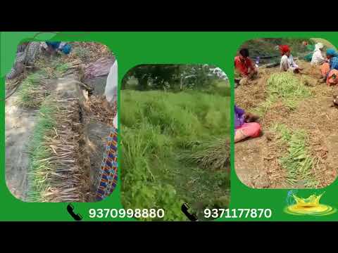 Indian Citronella Oil