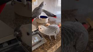 Socializing Young Parrots � Exploring Different Items