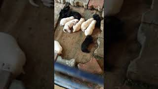 preview picture of video 'Labrador pups 7 male 4 female'