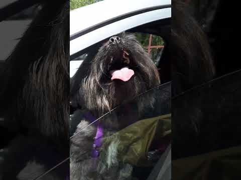 afsoon kutta Buddhist dog