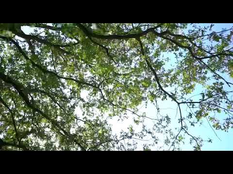 Ștefan Andreica - De-ar fi bătut Dumnezeu