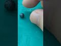 Found a pillbug or roly-poly outside today! #naturelovers #bugs #pillbug #rolypoly #arthropods