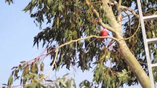 preview picture of video 'Parrot loose in Newtownards, Northern Ireland - 27 December 2013'