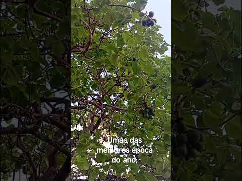 Pequi Goiano 💕Esse pé é na região de israelândia Goiás