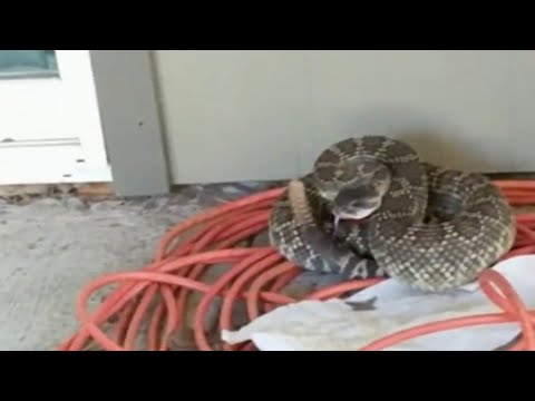 Snakebite Season Arrives Early in Southern California