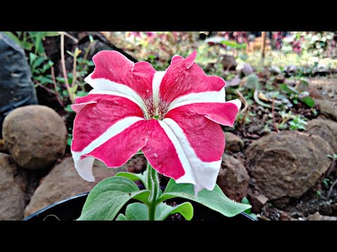 Kusum's Flowers 🌼🌸🥀🍁🌻🦋